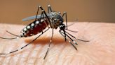 Casos de dengue incrementan en más del 500 por ciento respecto del año pasado