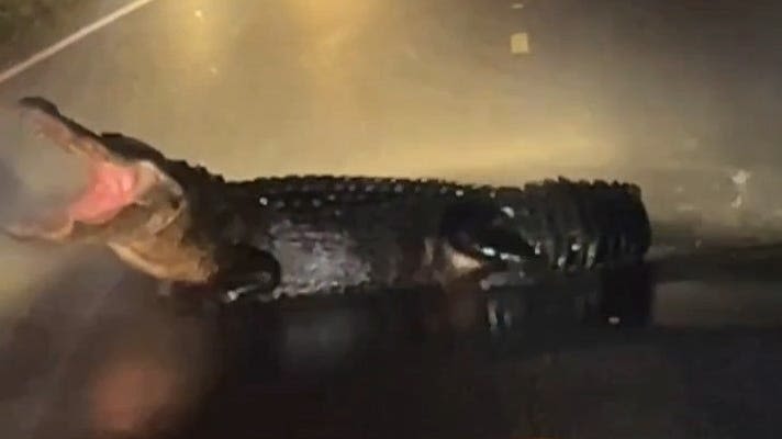 Watch crews use fire hoses to remove 12-foot 'angry' alligator from North Carolina road