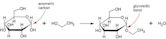 Glycosidic bond