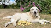 Labrador named Fred ‘adopts’ a brood of orphaned ducklings — for the second time