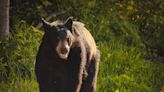Black bear wanders into Up North beach town