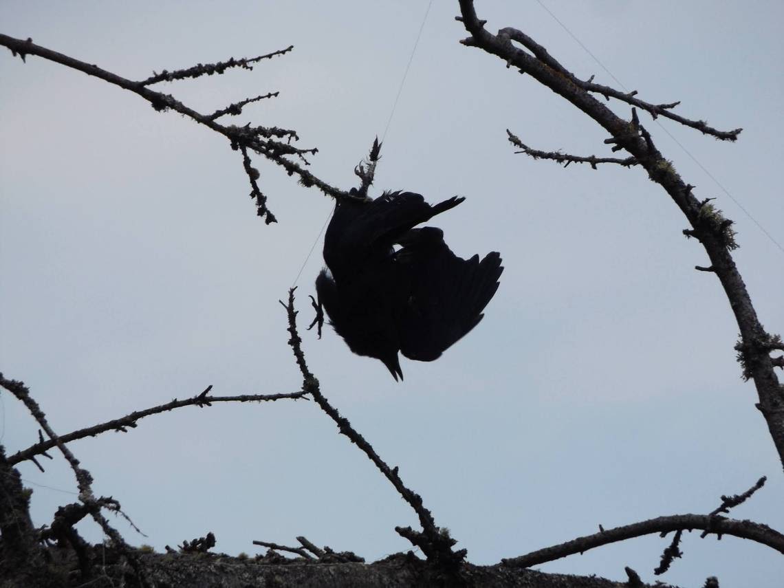 A crow was stuck dangling from a tree at Owen Beach. Watch video of the rescue mission