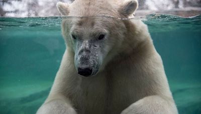 Baffin the polar bear dies by drowning after 'rough play' at Canada zoo