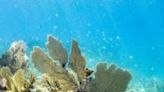 Global coral bleaching event expanding to new countries: scientists