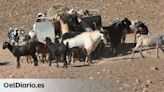 Nuevo palo a la ganadería local: Canarias no podrá abonar por ahora las ayudas completas del programa Posei