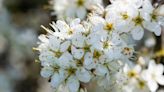 Hawthorn out, resilient plants in for Chelsea garden as climate changes