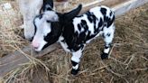 Totally adorable: First Dutch Spotted Sheep in the U.S. born on Vermont farm