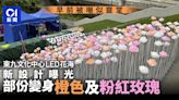 東九文化中心LED花海｜被嘲似靈堂後改良 新設計曝光增橙紅玫瑰