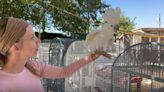 Goats, parrots, emus and more at Gilcrease Nature Sanctuary in Las Vegas; fall festival on Oct. 28
