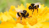 MDC urges public to “bee-friend” native pollinators