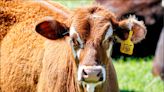 全球首見 美國乳牛爆禽流感又傳人／國內無疫情 市售鮮乳均經殺菌