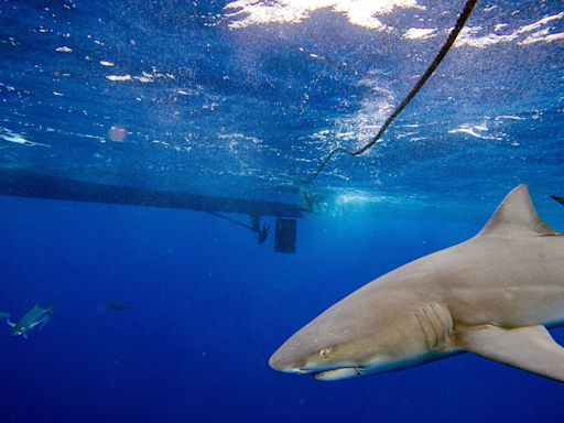 Florida shark attack leaves man with "severe bite"