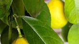 Growing your own citrus trees indoors during a Wisconsin winter is fun, fruitful and frustrating