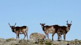 Ontario pledges $29M to protect boreal caribou — but the spending isn't without criticism