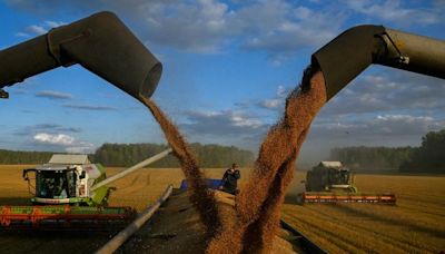 EU Black Sea Wheat Cheaper Than Rivals' Due to Bumper Harvests