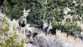 Remembering Deer 255: Wyoming muley renowned for longest migration dies