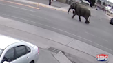 Video: Elephant breaks free in Montana after car backfires