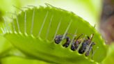 The Weird Way Venus Flytraps Eat: What to Know About How to Feed One