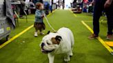 At Westminster dog show, a display of dogs and devotion