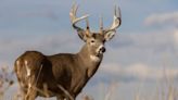 Whitetail Deer Transmitted Covid-19 to Humans at Least Three Times, Study Suggests