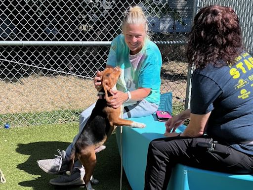 144 cats and dogs find new homes during Lawrence Humane Society’s Clear the Shelter special, which continues today