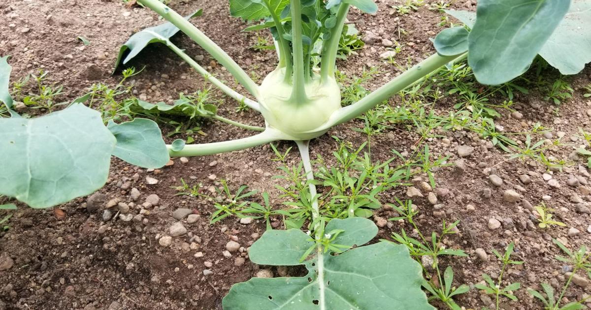 Garden Goodies 2024 Kohlrabi and Garlic Scapes