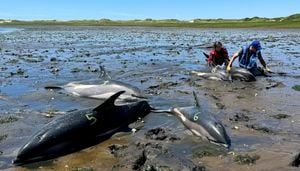 Cape Cod’s fishhook topography makes it a global hotspot for mass strandings by dolphins