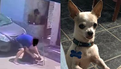¡Crueldad total! Meten en bolsa de plástico a perrito atacado en Tijuana: aún mostraba señales de vida