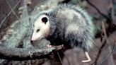 Woman Discovers Opossum Hiding in Her Christmas Tree After Hearing it Sneeze