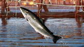 Over 31,000 Atlantic salmon euthanized due to bacterial kidney infection