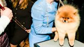 The Wacky and Wonderful World of the Westminster Dog Show