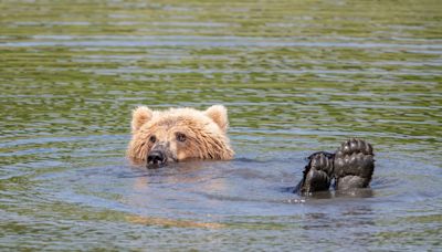 Bear Decides to Join Tourists for a Swim at Busy South Lake Tahoe Beach