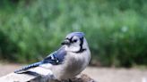 Here's what you should know about the blue jays in your backyard