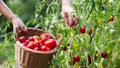 3 ways to tells that your tomatoes are ready to harvest