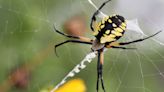 'Floating' Joro spiders are moving north: Will they spread to MN?