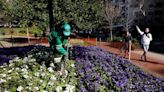 ¿Qué plantas de flores se pueden plantar en invierno?