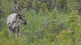 Hunters call for transparency after recent changes to caribou and moose harvest rules