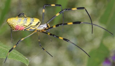 The Invasive Joro Spider Is Getting Cozy in the U.S.