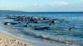 ‘The final result was good’: 130 whales rescued from mass beach stranding in Western Australia