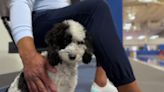 "Rest in peace sweet Bailey girl": Dallas Mavericks' Bailey, the NBA's first emotional support dog, has died