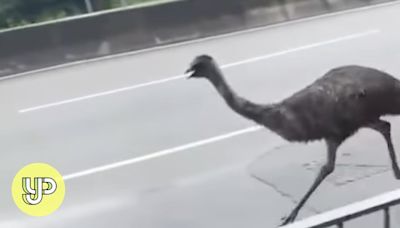 Hong Kong officials continue search for the owner of a runaway emu