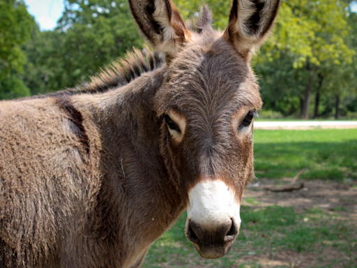 Beloved Donkey Missing for 5 Years Turns Up with Most Unlikely New 'Family'