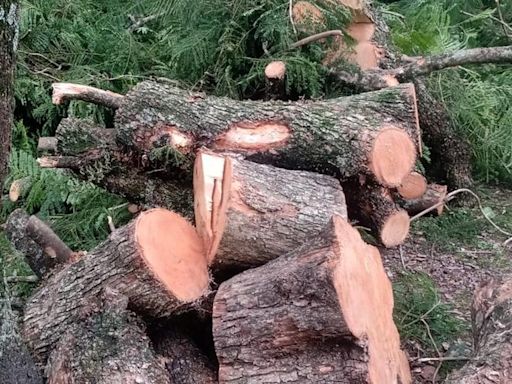 Derrubada de jacarandá na praça central de Alegrete provoca polêmica no município | GZH