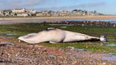 Minke whale: 30-foot marine mammal found dead on North Berwick beach