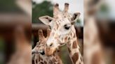 Cheyenne’s Mountain Zoo giraffe celebrates 21st birthday