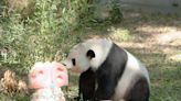 Smithsonian's National Zoo Panda Treated to Sweet 26th Birthday Celebration