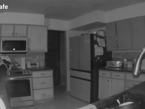 Cachorro liga fogão durante madrugada, e casa pega fogo nos Estados Unidos; veja vídeo