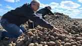 Taters for the taking: Droves flock to the mound of free potatoes ditched by the Hutterites