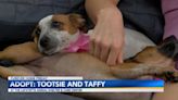 Furever Home Friday: Adopt Tootsie & Taffy! Lafayette Animal Shelter and Care Center's Pups of the Week