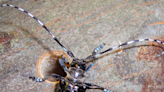 A Stroll Through the Garden: The Asian longhorned beetle poses a threat to trees